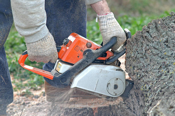 How Our Tree Care Process Works  in  Rosebud, SD